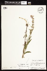 Stachys pilosa var. arenicola image
