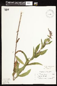 Stachys palustris image