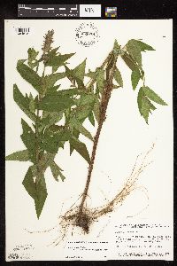 Stachys pilosa image