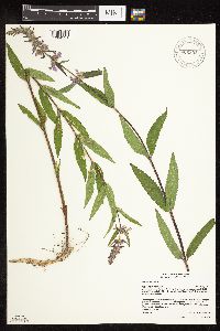 Stachys palustris image