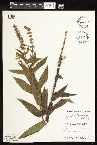 Stachys pilosa var. arenicola image