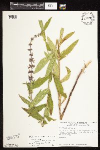 Stachys pilosa var. arenicola image
