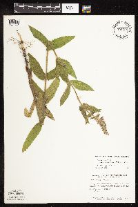 Stachys pilosa var. arenicola image