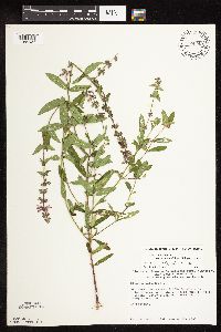 Stachys pilosa image