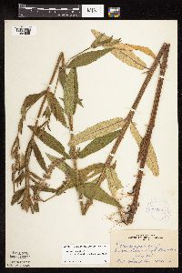 Stachys pilosa image