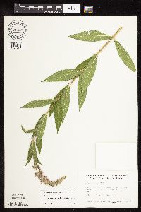Stachys palustris image
