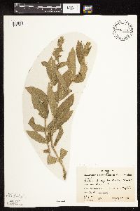 Stachys pilosa var. pilosa image