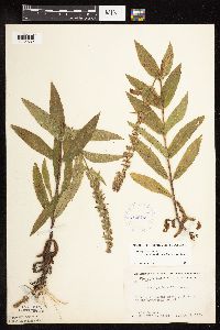 Stachys pilosa var. arenicola image