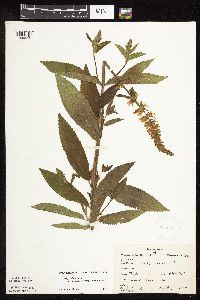 Stachys pilosa var. arenicola image