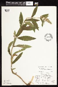 Stachys pilosa var. arenicola image
