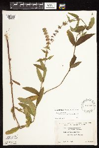 Stachys pilosa image