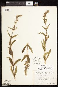 Stachys pilosa image