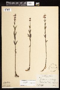 Stachys pilosa image