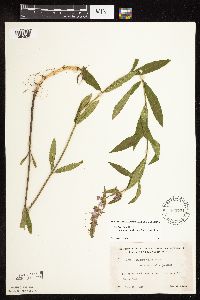 Stachys pilosa image