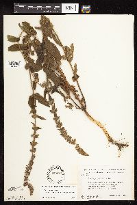 Stachys pilosa image