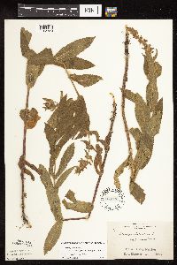 Stachys pilosa image