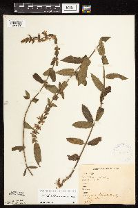 Stachys pilosa var. arenicola image