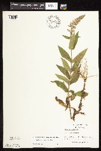 Stachys pilosa var. pilosa image