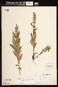 Stachys pilosa var. pilosa image