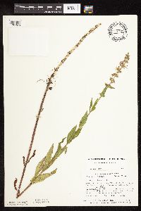 Stachys pilosa var. pilosa image