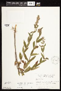 Stachys pilosa var. pilosa image