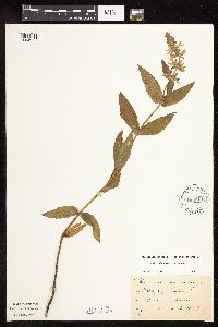 Stachys pilosa var. pilosa image