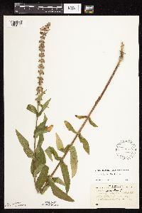 Stachys pilosa image