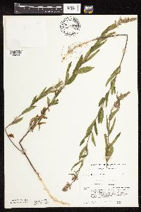 Stachys pilosa var. pilosa image