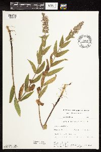 Stachys pilosa image