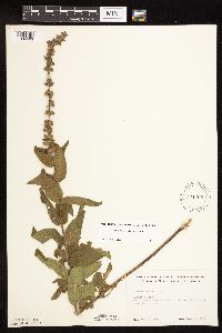 Stachys pilosa var. pilosa image