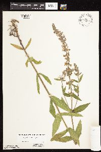 Stachys pilosa var. pilosa image