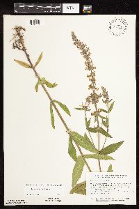 Stachys pilosa var. pilosa image