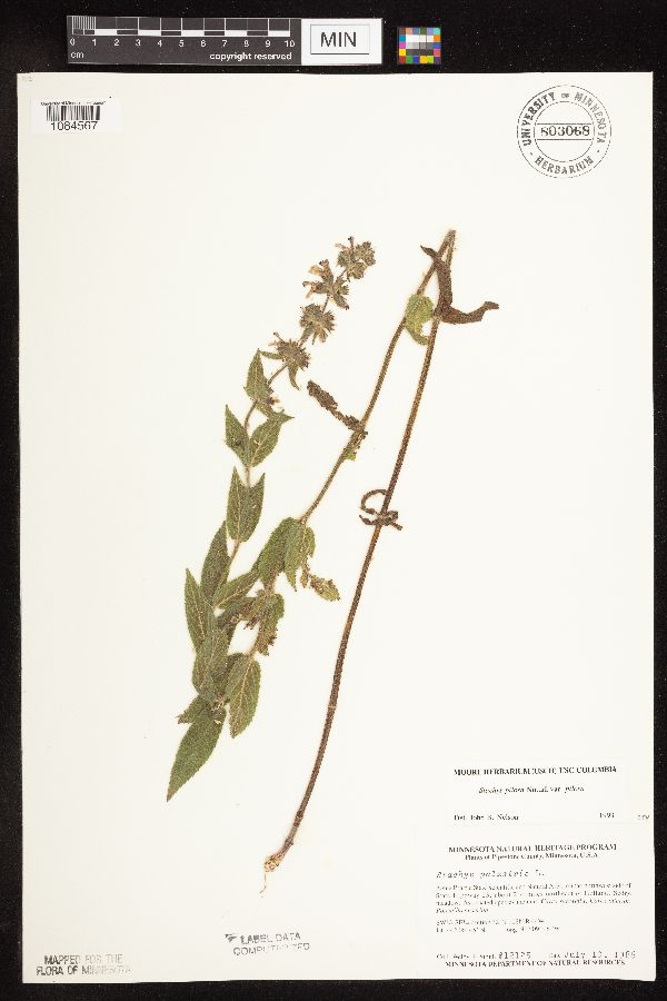 Stachys pilosa image