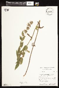 Stachys pilosa var. pilosa image