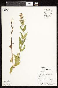 Stachys pilosa var. pilosa image
