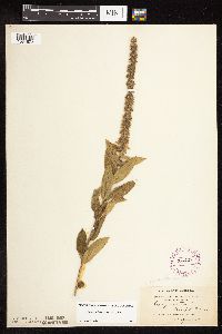 Stachys pilosa var. pilosa image
