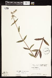 Stachys pilosa var. pilosa image