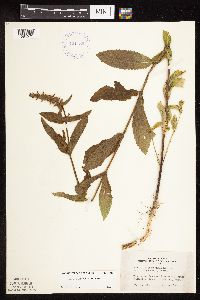 Stachys pilosa var. pilosa image