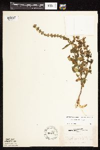Stachys pilosa var. pilosa image