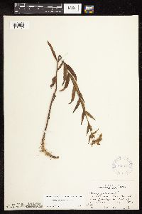 Stachys pilosa var. pilosa image