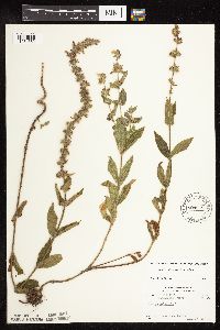 Stachys pilosa var. pilosa image