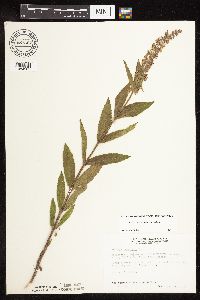 Stachys pilosa var. pilosa image