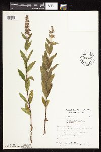 Stachys pilosa var. pilosa image