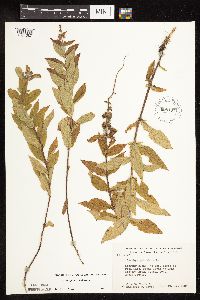 Stachys pilosa var. pilosa image