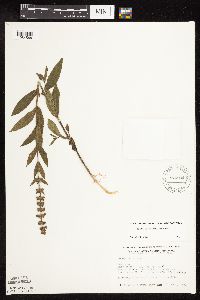 Stachys pilosa image