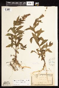 Stachys pilosa var. pilosa image