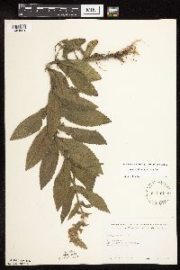 Stachys pilosa var. pilosa image