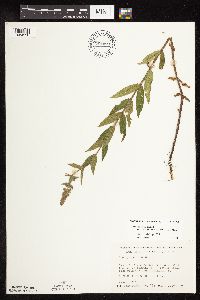 Stachys pilosa image