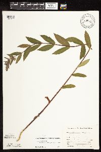 Stachys pilosa image