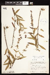 Stachys pilosa var. pilosa image